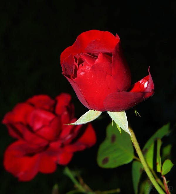 rose-red-blossom-bloom-53141.jpeg