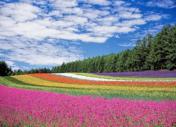 flower-garden-blue-sky-hokkaido-japan-60628.jpeg